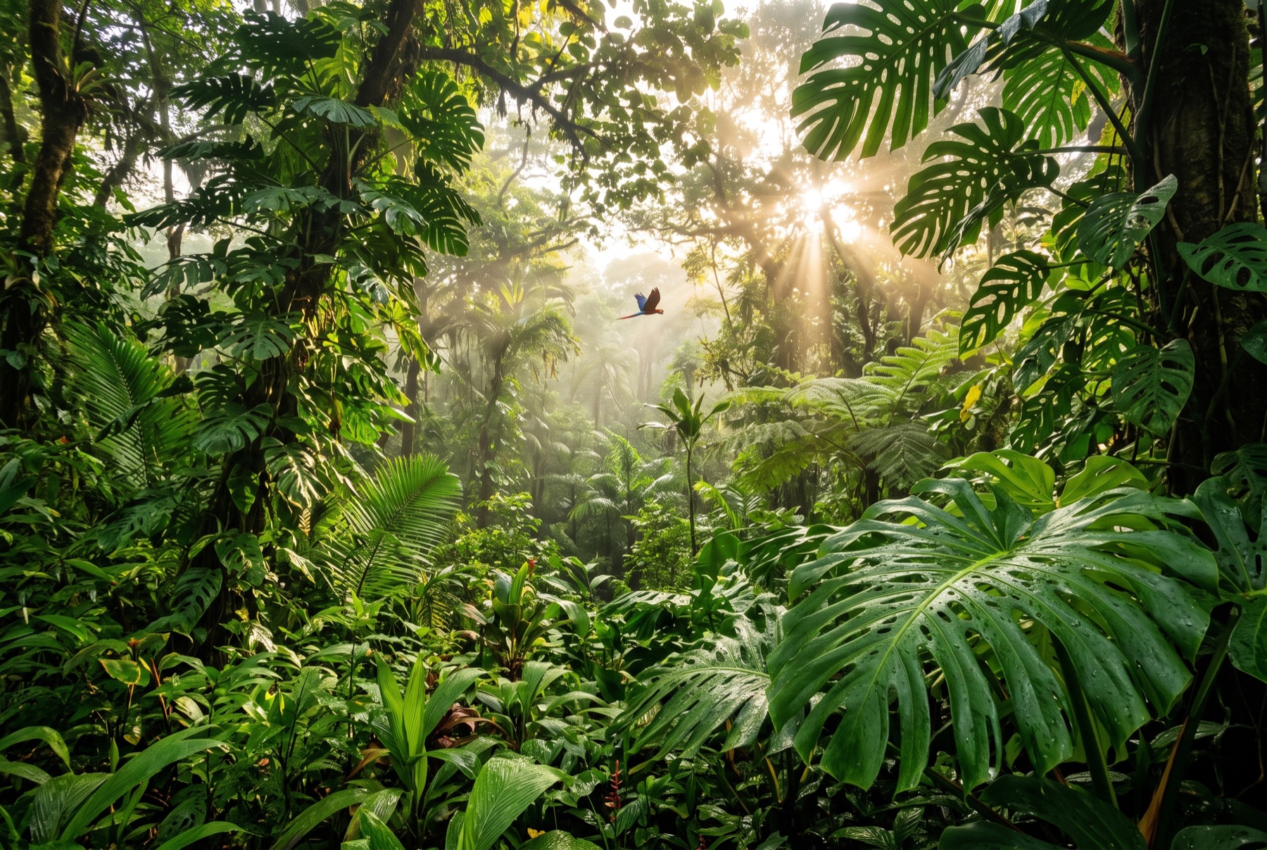 Selva tropical de Costa Rica con luz entre el follaje